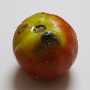 Tomato Defect