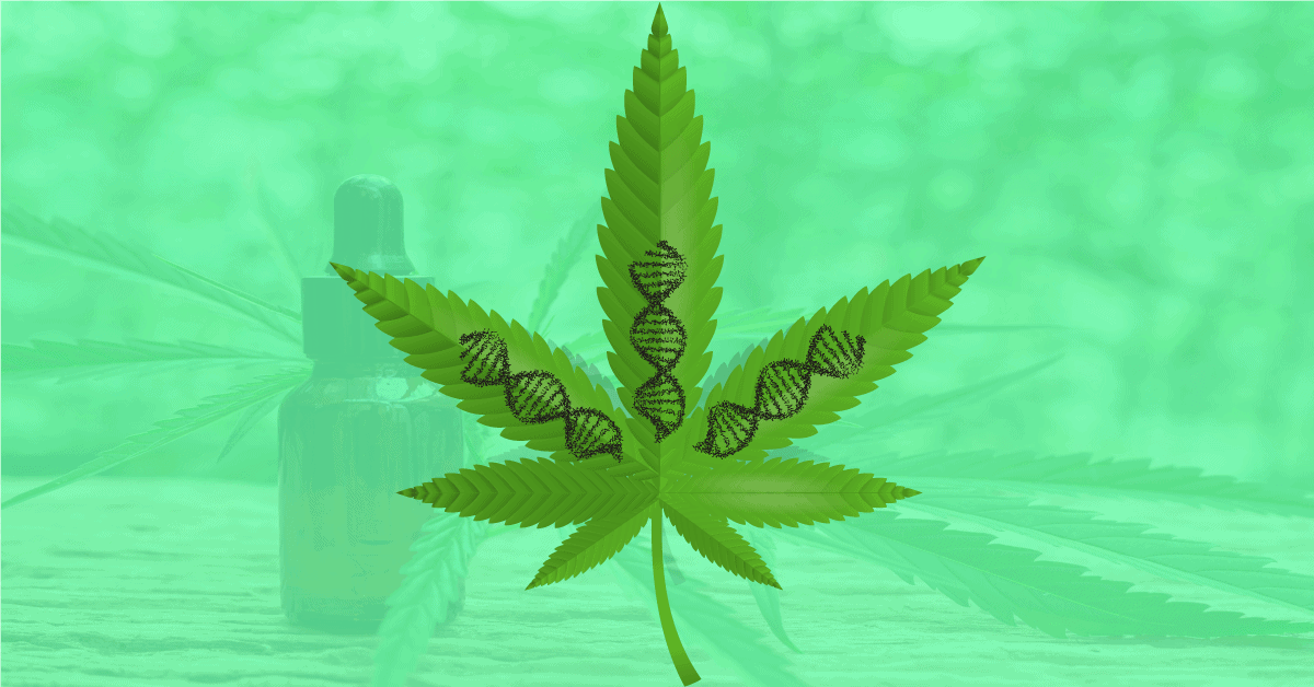 DNA Fingerprinting of Cannabis